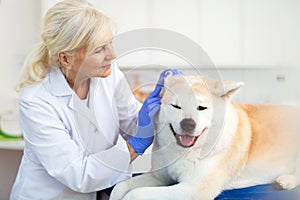 Female vet examining a dog sitting on an examination tableÂ 